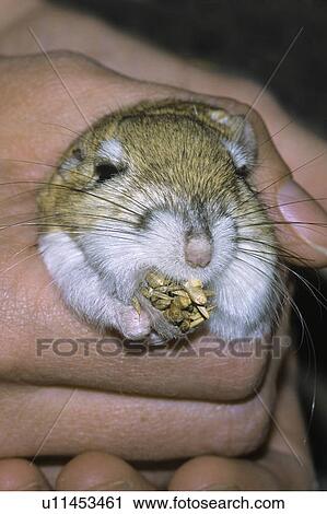 生物学者 保有物 成人 Ord S カンガルー ネズミ Dipodomys Ordii 中に どちらか 種 持ちなさい ある マッサージされる へ 開始 の 動物 頬 袋 南東 アルバータ 草原 カナダ ストックイメージ U Fotosearch