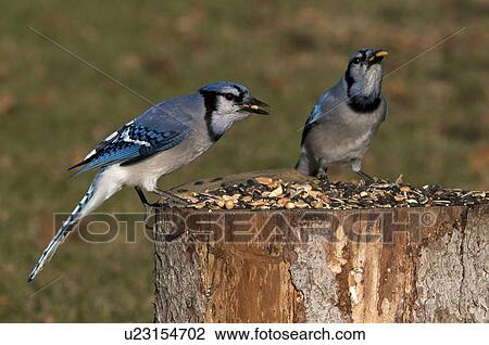 Blue Jays Cyanocitta Cristata Feeding On Bird Feeder Ontario