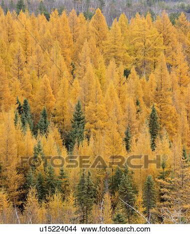 Stock Photo of Eastern larch trees (Larix laricina) in autumn colours ...