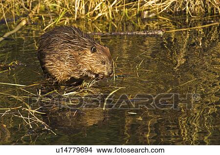 Jonge Bever pics