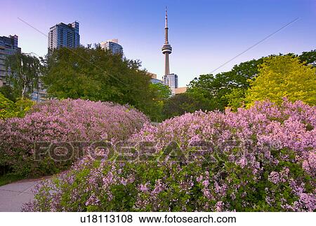 Toronto Music Garden Along The Waterfront With Cn Tower In The