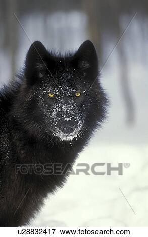 الذئب الرمادي Canis Lupus الأسود لون أحدث أقات أثناء الشتاء الشمال America ألبوم الصور U28832417 Fotosearch