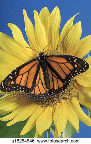 فراشة الملك Danaus Plexippus عن دوار الشمس الصيف الشمال America معرض الفوتوغراف U18254546 Fotosearch