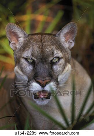 佛羅里達豹 Puma Concolor Coryi 瀕臨滅絕物种 看見 Palmettos 佛羅里達 U S A 攝影圖庫 U Fotosearch