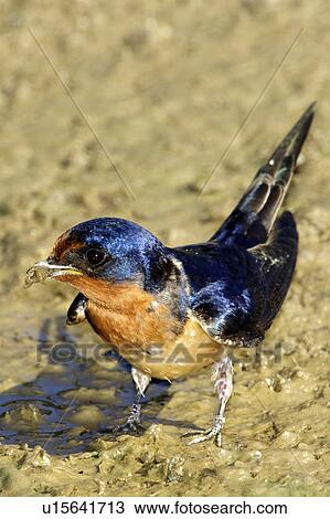 Adult Male Barn Swallow Hirundo Rustica Gathering Mud To Build