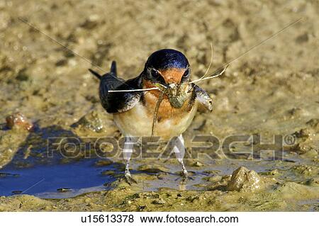 Adult Male Barn Swallow Hirundo Rustica Gathering Mud To Build