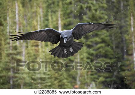 Adulte Corbeau Corvus Corax Vol A Ailes Tendu Dans A Foret Boreale Alberta Canada Banques De Photographies U Fotosearch