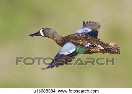 Blue Winged 水鴨 Anas Discors 飛行結束 A 小 池塘 在 艾伯塔 Canada 圖片 U1564 Fotosearch