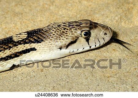 Gopher Snake Pituophis Catenifer Hunting Southern Okanagan