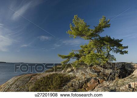 Lone Pine Tree On The North Channel Of Lake Huron Ontario Canada Stock Photo U Fotosearch