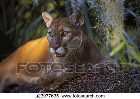 puma etats unis puma etats unis