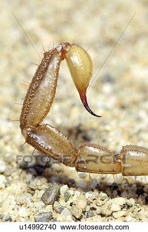 Stock Photography of Northern scorpion (Paruroctonus boreus) telson ...