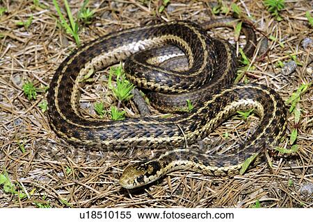 Stock Image of Western (wandering) garter snake (Thamnophis elegans ...