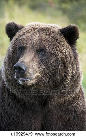 Grizzly bear face