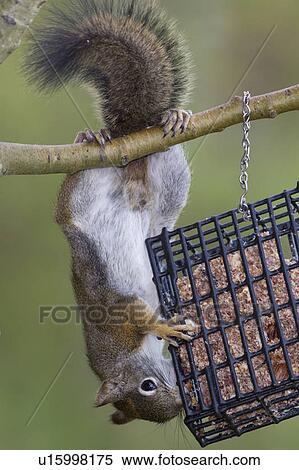 Douglas Squirrel Tamiasciurus Douglasii At Suet Feeder Lac Le