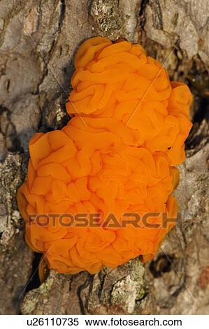 Naranja, jalea, hongo, (dacrymyces, palmatus), fruiting ...