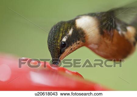 Purple Throated Woodstar Hummingbird Calliphlox Mitchellii