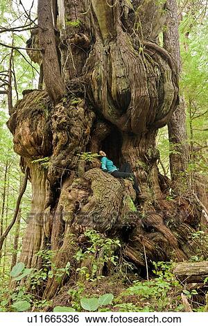 A Geant Old Growth Occidental Redcedar Arbre Thuja Plicata Dans Les Bord Pacifique Parc National Reserve Pres Nitinat Lac Sur Sud Ouest Ile Vancouver Colombie Britannique Canada Banque De Photographies U11665336 Fotosearch