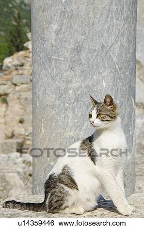 Chat A Ephesus Une Ancien Grec Ville Et Later A Commandant Romain Ville Sur Les Cote Ouest De Asie Mineure Pres Present Day Selcuk Izmir Province Turquie Banque De Photographies U