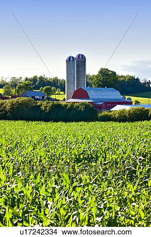 Corn Crop Old Barns And Silos Nova Scotia Canada Picture