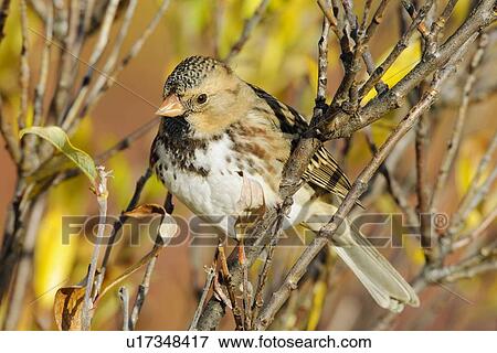 Harris S Sparrow Zonotrichia Querula In Autumn Willow Barrenlands Central Northwest Territories Arctic Canada Stock Photo U Fotosearch