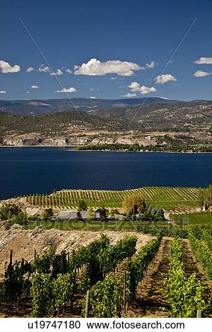 Naramata Bench Vineyards Near Penticton Okanagan Valley Bc