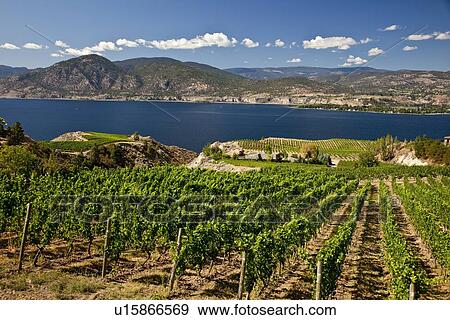 Naramata Bench Vineyards Near Penticton Okanagan Valley Bc