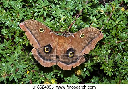 Polyphemus Moth (Antheraea Polyphemus) Female Resting On A Shrubby ...