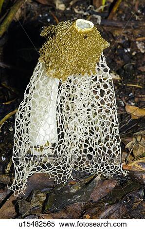 Bridal Veil Mushroom Phallus Indusiatus Also Known As Crinoline Stinkhorn Tropical Rainforest Belize Central America Stock Photography U Fotosearch