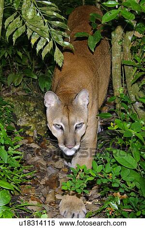 puma américa