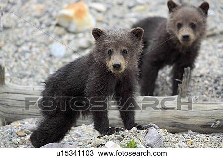 stock foto - grizzly beer, jong, jonge, van, jaar u15341103 - zoek