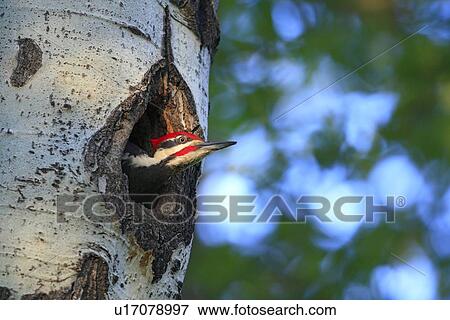 Pileated きつつき Dryocopus Pileatus ある A 非常に 大きい 北アメリカ人 キツツキ 写真館 イメージ館 U Fotosearch