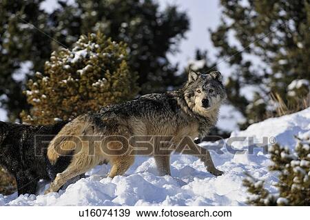 الذئب الرمادي ذئب الخشب Canis Lupus أقات أثناء الشتاء مسكن طبيعي Bozeman Montana الولايات المتحدة الأمريكية ألبوم الصور U16074139 Fotosearch