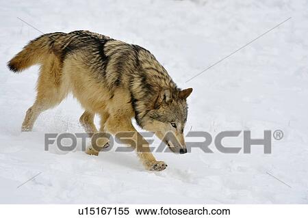 الذئب الرمادي ذئب الخشب Canis Lupus Bozeman Montana الولايات المتحدة الأمريكية معرض الصور الفوتوغرافية U15167155 Fotosearch