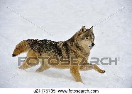 الذئب الرمادي ذئب الخشب Canis Lupus Bozeman Montana الولايات المتحدة الأمريكية معرض الصور الفوتوغرافية U21175785 Fotosearch