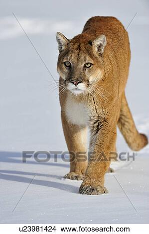 美洲狮 美洲狮 山狮子 Puma Concolor Walkihg 在上 A 冻池塘 Bozeman Montana 美国图片 U Fotosearch