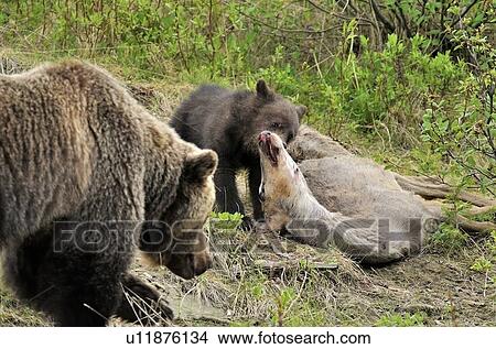 A Wildes Baby Braunbar Fuettern Auf Hochwild Leiche Bild U Fotosearch