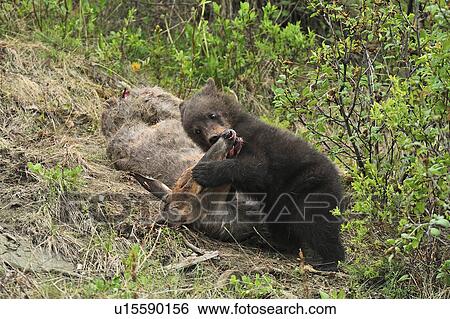 A Wildes Baby Braunbar Fuettern Auf Hochwild Leiche Stock Fotograf U Fotosearch