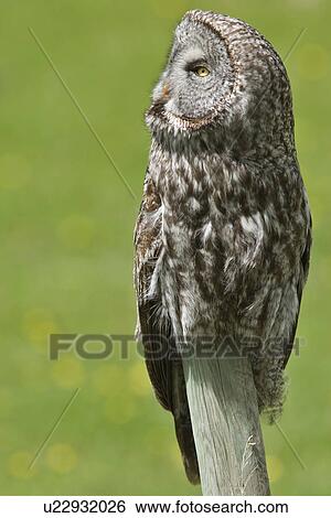 Grande Coruja Cinzenta Strix Nebulosa Agua Vale Alberta Canada Arquivo Fotograficos U22932026 Fotosearch