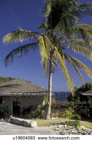 アンチグア カリブ海 ヤシの木 カリブの島 私用 住宅 で ヤシの木 中に 庭 上に ハーフムーンベイ 上に 島 の アンチグア A イギリス連邦 Member ストックイメージ U Fotosearch