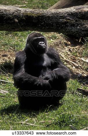 ゴリラ 動物園 猿 アトランタ 動物園 アトランタ ジョージア A ゴリラ 座る 中に 彼の 自然 生息地 において 動物園 アトランタ 中に アトランタ 中に 州 の Georgia ストックイメージ U Fotosearch