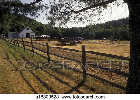 Acadia National Park, farm, stables, Maine, Acadia, Horses graze in the pasture at Wildwood Stables in Acadia Nat'l Park in the state of Maine. View Large Photo Image Stock Photo - Acadia National Park, farm, stables, Maine, Acadia, Horses graze in the pasture at Wildwood Stables in Acadia Nat'l Park in the state of Maine.. Fotosearch