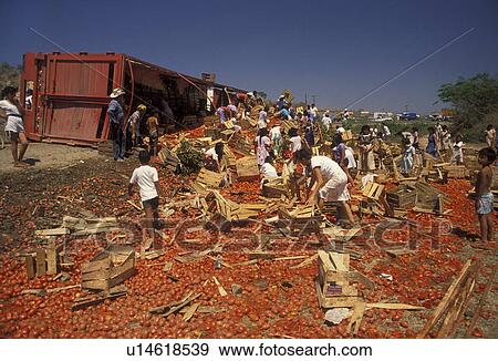 accident, disaster, Mexico, People picking up tomatoes after an accident with an overturned tomato truck. View Large Photo Image Stock Photo - accident, disaster, Mexico, People picking up tomatoes after an accident with an overturned tomato truck.. Fotosearch