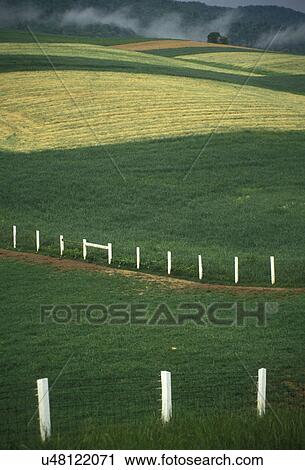 Stock Image -  agriculture, field, pasture, fence, Blue Ridge, Virginia, Scenic lush green fields and cut wheat field with white fence in the countryside of Poplar Hill along Route 42 in the state of Virginia.. Fotosearch