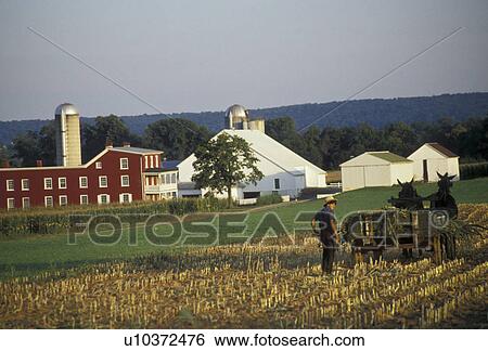 amish, Amish country, farm, Lancaster County, Pennsylvania, Pennsylvania Dutch Country, Amish farmer harvesting field of corn with a team of mules in Lancaster in the state of Pennsylvania. View Large Photo Image Stock Photograph - amish, Amish country, farm, Lancaster County, Pennsylvania, Pennsylvania Dutch Country, Amish farmer harvesting field of corn with a team of mules in Lancaster in the state of Pennsylvania. . Fotosearch