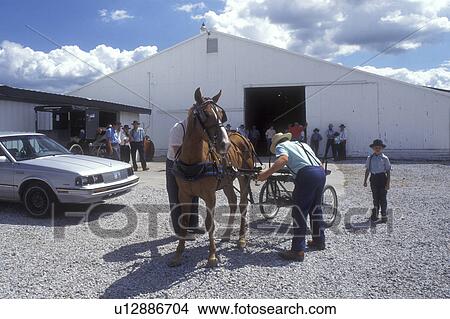 amish, auction, Shipshewana, Indiana, Amish men are at the Shipshewana Auction and Flea Market. An Amish man is harnessing a horse and cart. Car in the parking lot. View Large Photo Image Picture - amish, auction, Shipshewana, Indiana, Amish men are at the Shipshewana Auction and Flea Market. An Amish man is harnessing a horse and cart. Car in the parking lot.. Fotosearch