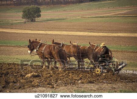 Amish Country, farmer, amish, mules, Pennsylvania Dutch Country, Pennsylvania, Amish farmer plows his field with a mule team on a farm in Lancaster County in the state of Pennsylvania. View Large Photo Image Stock Photo - Amish Country, farmer, amish, mules, Pennsylvania Dutch Country, Pennsylvania, Amish farmer plows his field with a mule team on a farm in Lancaster County in the state of Pennsylvania.. Fotosearch