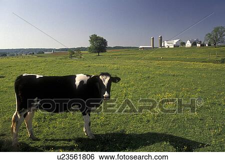 Amish, cow, Amish Country, Lancaster County, Pennsylvania, Holstein cow standing in a lush green pasture on an Amish farm in Pennsylvania Dutch Country in Lancaster County in the state of Pennsylvania. View Large Photo Image Stock Photograph -  Amish, cow, Amish Country, Lancaster County, Pennsylvania, Holstein cow standing in a lush green pasture on an Amish farm in Pennsylvania Dutch Country in Lancaster County in the state of Pennsylvania.. Fotosearch