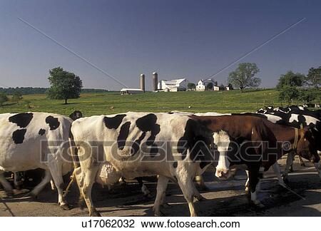 Amish, cows, Amish Country, Lancaster County, Holstein, Pennsylvania, Dairy cows walking to the barn on an Amish farm in Pennsylvania Dutch Country in Lancaster County in the state of Pennsylvania. View Large Photo Image Stock Image - Amish, cows, Amish Country, Lancaster County, Holstein, Pennsylvania, Dairy cows walking to the barn on an Amish farm in Pennsylvania Dutch Country in Lancaster County in the state of Pennsylvania.. Fotosearch