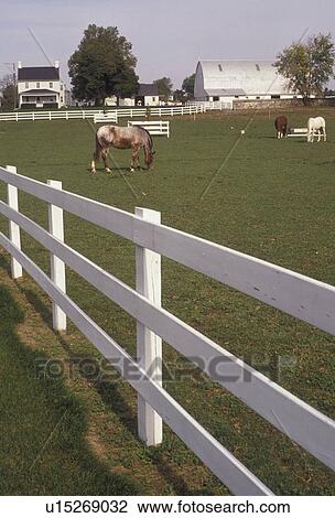 amish, farm, Amish Country, Lancaster County, Pennsylvania, Horses grazing in a fenced in pasture on an Amish farm in picturesque Pennsylvania Dutch Country in the state of Pennsylvania. View Large Photo Image Stock Image - amish, farm, Amish Country, Lancaster County, Pennsylvania, Horses grazing in a fenced in pasture on an Amish farm in picturesque Pennsylvania Dutch Country in the state of Pennsylvania.. Fotosearch